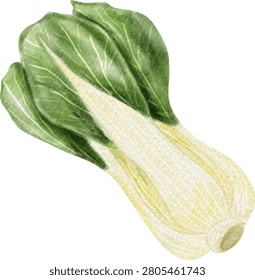 Fresh green bok choy vegetable watercolor illustration. Hand drawn organic chinese cabbage isolated on white background for design and menu
