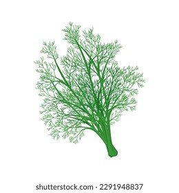 Fresh green branches of dill on a white background, food. Botanical illustration. Vector	
