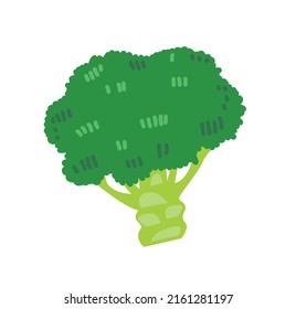 Fresh green broccoli. Brocoli vegetable in doodle style. Healthy brocolli food. Raw veggie. Colored flat vector illustration of brokoli isolated on white background