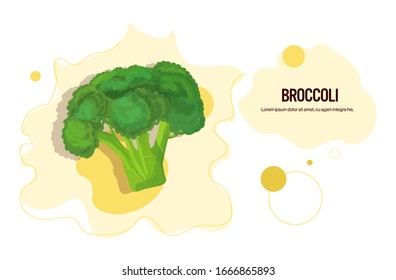 fresh green broccoli cabbage sticker tasty vegetable icon healthy food concept horizontal copy space vector illustration