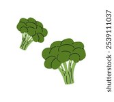 Fresh green broccoli clusters displayed on a white background, ideal for healthy cooking and meals