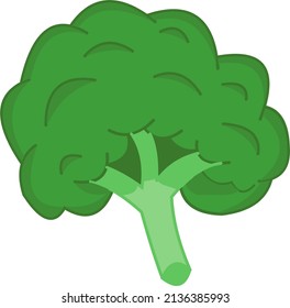 Fresh Green Broccoli. Illustration for children book or flashcard. Simple vector design