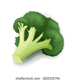 Fresh green broccoli isolated on white, vector illustration.