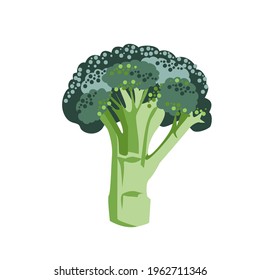 Fresh green broccoli is isolated on a white background. Modern cartoon vector illustration