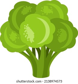 Fresh green broccoli isolated on white
