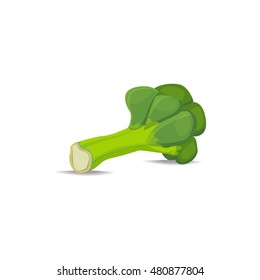 Fresh green broccoli isolated on white background. 