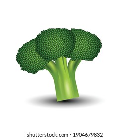 fresh green broccoli isolated white background. vector illustration	