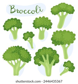 Fresh green broccoli. Vegetable, cooking ingredient. Illustration. Natural dietary edible plant. 