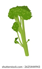 Fresh green broccolini on white