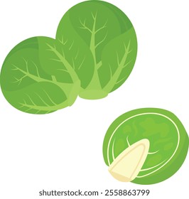Fresh and green Brussels Sprouts vector illustration. Half and full green vegetables in cartoon style, flat style vector illustration isolated on white background.