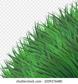 Fresh Green Bush Grass,Realistic Style on White Isolated background