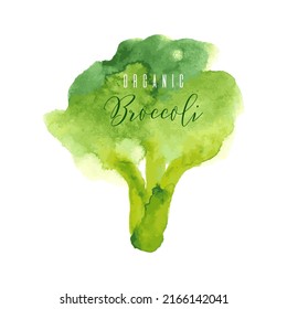 Fresh Green Cabbage Brocolli. Hand Drawn Vector Illustration Watercolor Splashes Isolated On White Background. Vegetarian Eco Food Product, Organic, Vegan Nutrition. For Recipe Book, Menu Cover Design