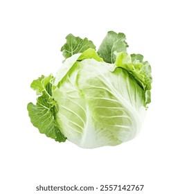 A fresh green cabbage with crisp leaves, ideal for cooking and salads.