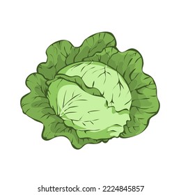 Fresh green cabbage. Delicious and nutritious vegetable. Healthy diet food. Natural ingredient for cooking. Cartoon vector illustration isolated on white background. Hand drawn sketch