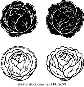 Fresh green cabbage head isolated on white background vector