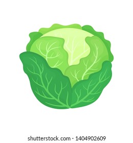 Fresh green cabbage isolated on white background. Organic food. Cartoon style. Vector illustration for design.