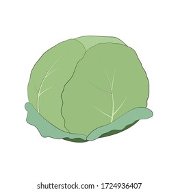 Fresh green cabbage isolated on a white background. Color illustration on a vegetarian theme. Vegetables for health.