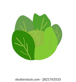 Fresh green cabbage isolated on transparent background.