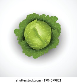 Fresh Green Cabbage Isolated White Background. Vector Illustration	