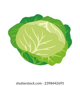 fresh green cabbage or lettuce isolated on white, vector illustration of vegetable, simple cartoon poster