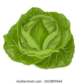 Fresh green cabbage vegetable isolated. cabbage for farm market, vegetarian salad recipe design.