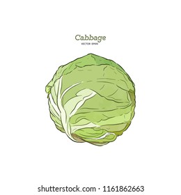 Fresh green cabbage vegetable isolated. cabbage for farm market, vegetarian salad recipe design. Vector illustration