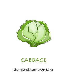 Fresh green cabbage vegetable isolated. cabbage for farm market, vegetarian salad recipe design. Vector illustration in flat style