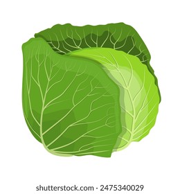 Repollo verde fresco aislado. repollo para el mercado de la granja, diseño de la receta de ensalada vegetariana. Ilustración vectorial en estilo plano