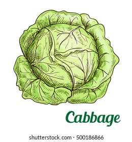 Fresh green cabbage vegetable isolated sketch. Juicy garden cabbage for farm market, food packaging, vegetarian salad recipe design