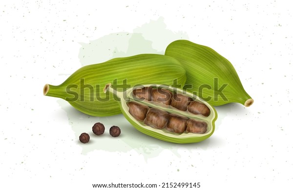 Fresh Green Cardamom pods with cardamom seeds vector\
illustration 