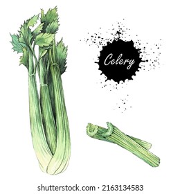 Fresh green celery. Hand drawn vector watercolor illustration. Drawing for magazin and cookbook, menu