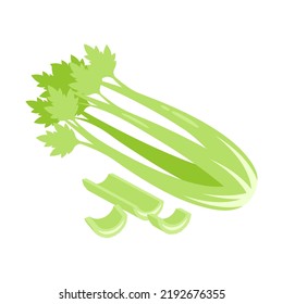 Fresh green celery isolated on white background. Chopped celery stalk. Apium graveolens. Healthy organic food concept. Vector vegetables illustration in flat style.