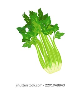 Fresh green celery on stalks with leaves, food. Botanical illustration. Vector	
