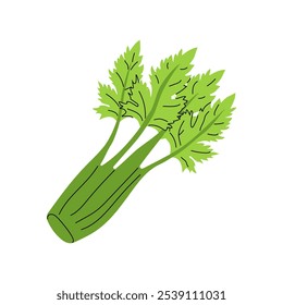 Fresh green celery stalk with vibrant leaves on a white background showcasing healthy produce