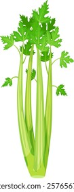 Fresh green celery stalks with leaves are growing on a white background, creating a vibrant and healthy image perfect for food, nutrition, or healthy lifestyle projects