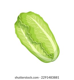 Fresh green chinese cabbage, bok choy, petsai or lettuce, food. Botanical illustration. Vector	
