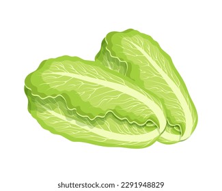 Fresh green chinese cabbage, bok choy, petsai or lettuce, food. Botanical illustration. Vector	
