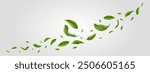 Fresh green citrus leaves on white background. Organic, eco, vegan design. Background with flying green spring leaves. Vector illustration