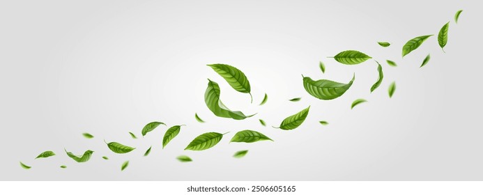 Fresh green citrus leaves on white background. Organic, eco, vegan design. Background with flying green spring leaves. Vector illustration