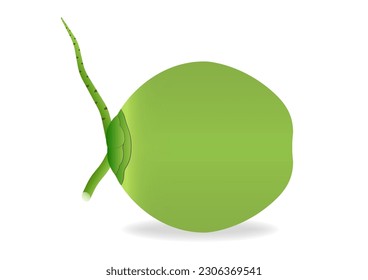 Fresh Green Coconut. Vector Illustration Isolated on White Background. 