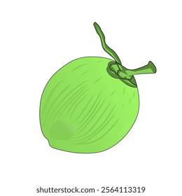 Fresh green coconut vector illustration with leaves and stem, suitable for graphic design and applications."