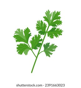 Fresh green Coriander leaves isolated on white background. Coriander herb design element in culinary, package, cooking concept. Vector illustration.