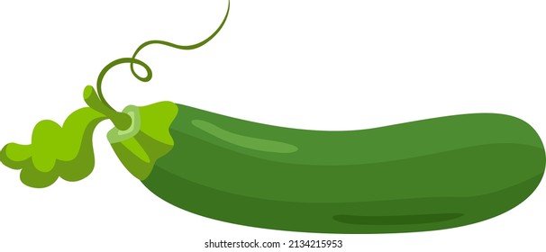 Fresh Green Courgette Whole Isolated
