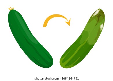Fresh green cucumber become rotten and bad vector isolated. Natural ingredient, vegetable from farm. Healthy organic food. Dirty meal full of bacteris.