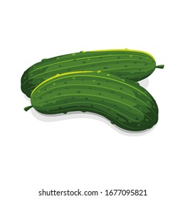 Fresh green cucumber vector illustration isolated on white background