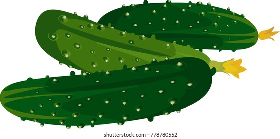 Fresh green cucumbers on white background