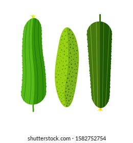 Fresh green cucumbers. Vector isolated objects on a white background.