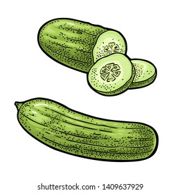 Fresh green cucumbers - whole, half, slices. Isolated on the white background. Vector color hand drawn vintage engraving illustration for poster, label, menu, web.