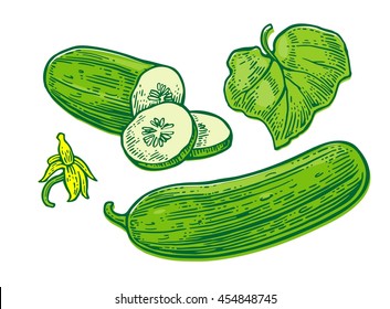 Fresh green cucumbers - whole, half, slices, leaf and flower. Isolated on the white background. Vector black hand drawn vintage engraving illustration for poster, label, menu, web.