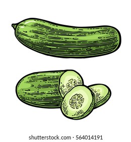 Fresh green cucumbers - whole, half, slices. Isolated on the white background. Vector color hand drawn vintage engraving illustration for poster, label, menu, web.